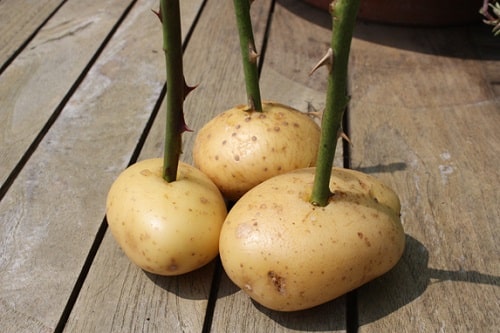 ZÜCHTEN SIE ROSEN MIT KARTOFFELN