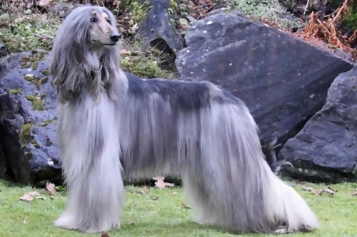 Afghanischer Windhund