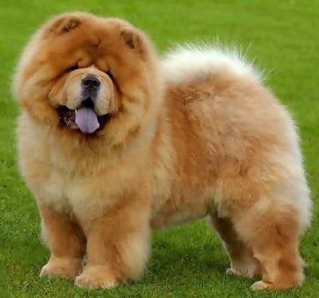 Chow Chow