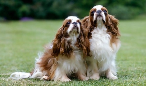 Der English Toy Spaniel