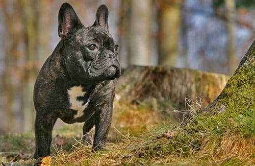 Französische Bulldogge