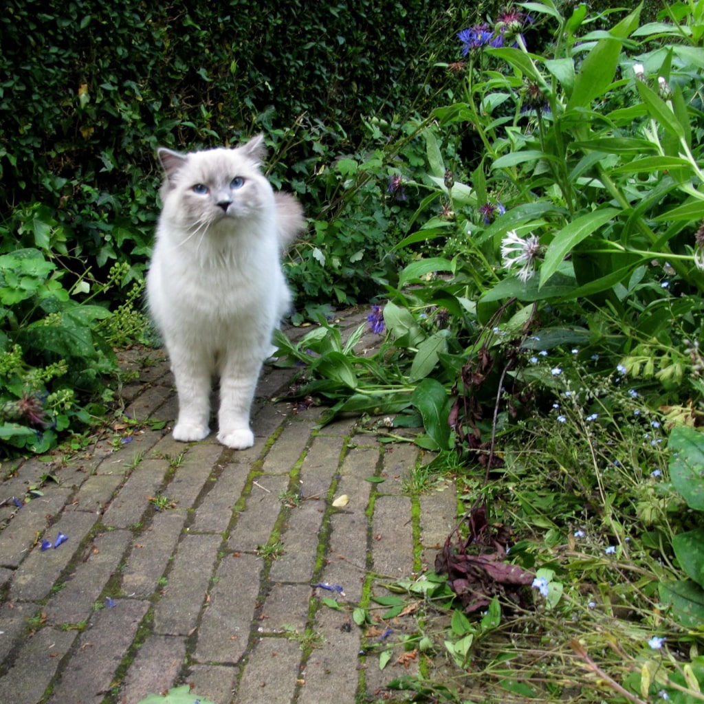 Katzen abwehren mit Kaffeesatz oder Zitrusschalen