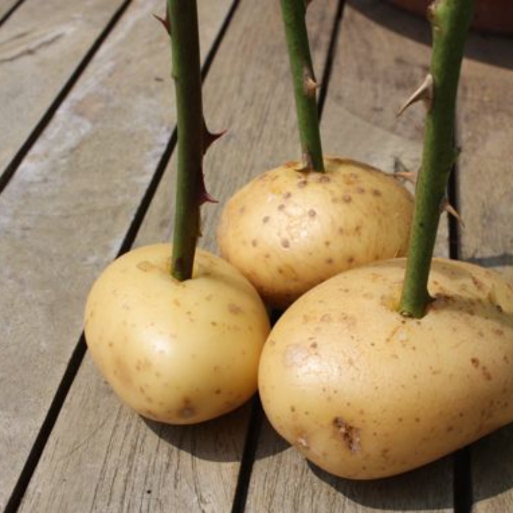 Rosen mit Kartoffeln vermehren