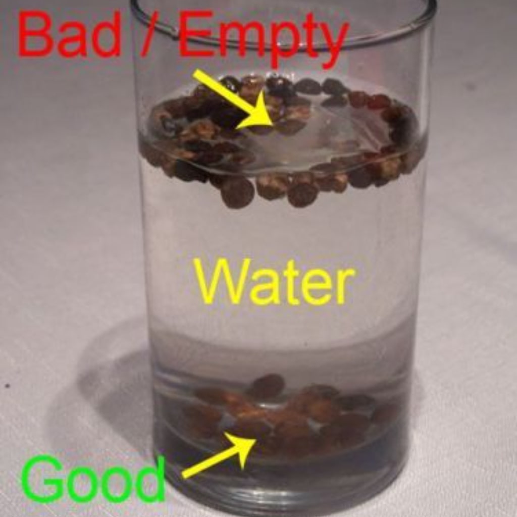 Samenqualität mit einem Wasserglas testen