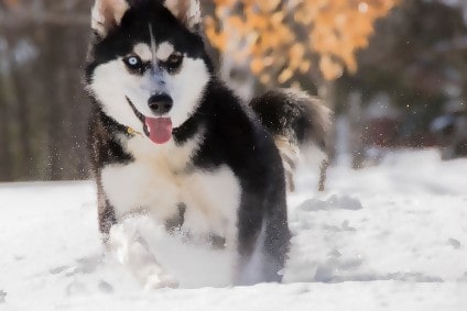 Sibirischer Husky